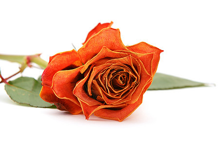 橙色玫瑰花朵盛开 花瓣淡化图片