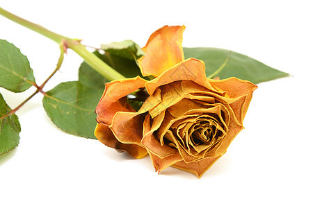 黄玫瑰花朵 有淡色花瓣图片