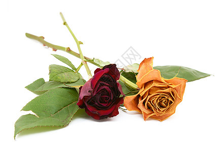 两朵玫瑰花 含着垂死的鲜花图片