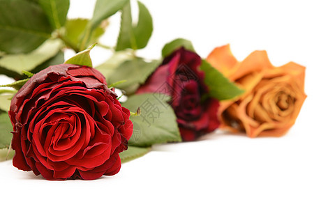 深红玫瑰盛开 有勃连迪和橙色玫瑰图片