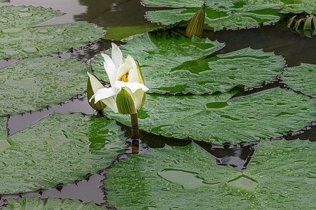 白莲水立睡莲叶子植物黄色白色池塘荷花图片