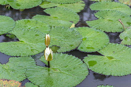 白莲水立睡莲荷花白色黄色植物叶子池塘图片