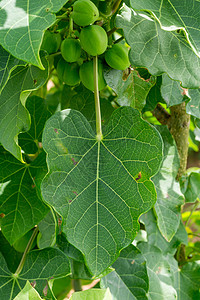 麻黄卷曲叶子灌木植物活力物理绿色坚果螺母图片