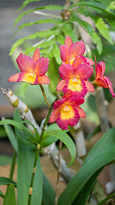 粉红和黄色兰花花花束兰花植物花瓣叶子粉色花园绿色植物群红色图片