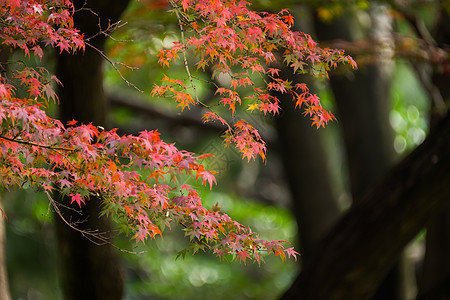 秋季环境城市橙子森林池塘花园太阳木头植物树叶图片