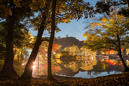 秋季照明叶子季节池塘金子木头场景公园植物太阳反射图片