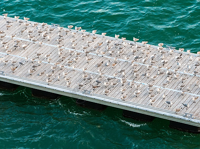码头上的海鸥人群鸟类动物群风景殖民地海洋波浪甲板飞行旅行图片