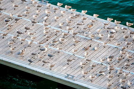 码头上的海鸥风景植绒动物群波浪旅行人群飞行鸟类甲板团体图片