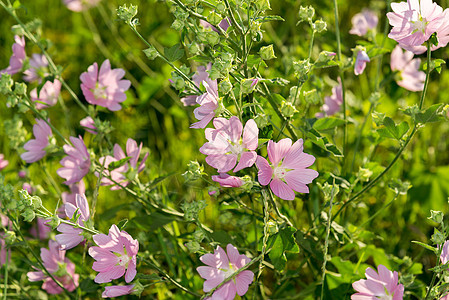 紫色粉红色草地野林花马尔瓦花朵野花季节花瓣活力荒野草本植物叶子阳光场地图片