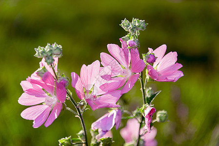 微风中粉红色的弯曲阳光叶子紫色花瓣草本植物野花植物季节草地花朵图片