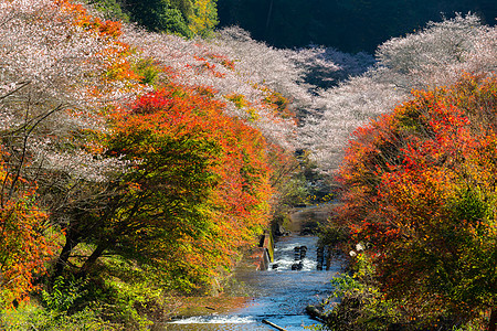 名古屋 秋天的木头风景红叶寺庙公园樱花游客森林花园旅游背景图片