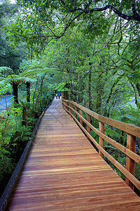 新西兰米尔福德峡湾国家公园的步道图片