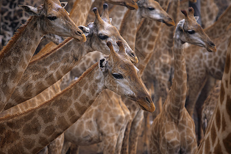 野生长颈鹿的羊群图片