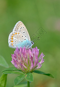 蓝蓝色多色成像普通蝴蝶野生动物翅膀动物紫色触角昆虫天线昆虫学栖息地荒野图片