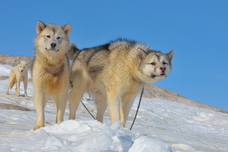 格陵兰雪橇狗放松图片