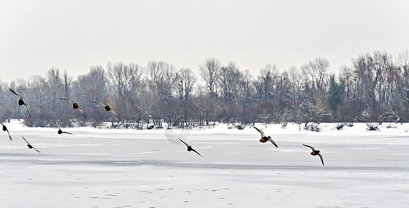 一群鸭子 在冰河上飞翔翅膀天气野生动物团体动物蓝色树木分支机构女性环境图片