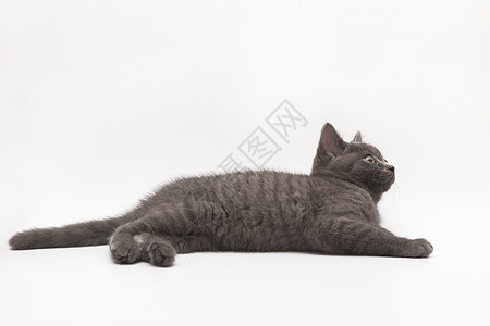 灰色的飞毛小猫静静地躺在白色上与世隔绝宠物眼睛猫科动物动物爪子工作室虎斑棕色猫咪哺乳动物图片