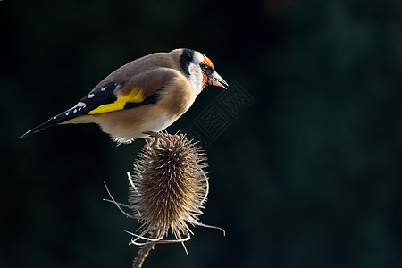 金翅雀羽毛动物翅膀荒野快乐红色白色荆棘黄色野生动物高清图片