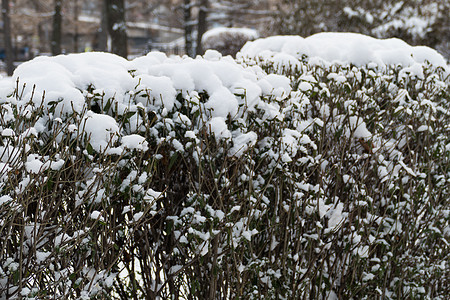12月在莫斯科公园的雪中布什晴天人行道植物美丽空气树叶公园太阳童话衬套图片