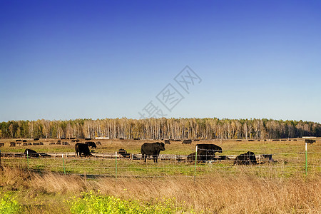 日落时种田的牛群场地农村季节乡村村庄动物天空风景农田草地图片