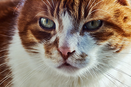 白红头发家猫耳朵胡子眼睛鼻孔毛皮宠物矿石图片