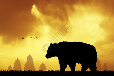 日落时 棕熊在森林中背景图片