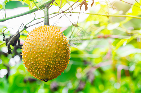 东南亚水果 通常称为Gac图片