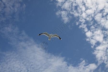 a 海鸥在蓝天飞行阳光航班蓝色晴天天空自由速度高度图片