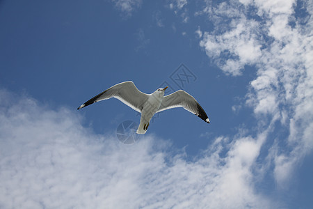 天空的海鸥蓝色自由速度航班阳光晴天高度图片
