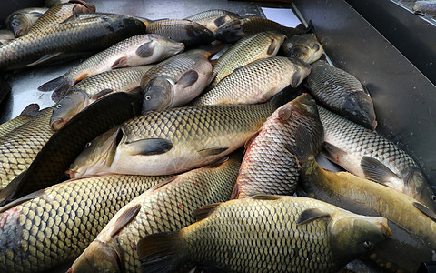 新鲜鱼托盘钓鱼食物市场海鲜鲤鱼背景图片