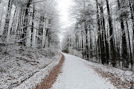有雪的冬季森林薄片公园薄雾风暴白色树木蓝色冻结土地魔法图片
