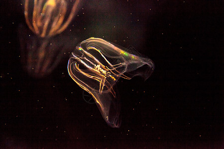 被称为的可comb水母盐水水族馆海蜇触手海洋芡实母门背景图片