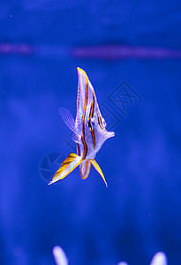环铜条的蝴蝶鱼野生动物橙子热带鱼鱼缸盐水动物生活动物学游泳宠物图片