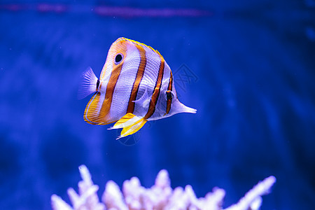 环铜条的蝴蝶鱼鱼缸橙子珊瑚珊瑚礁宠物动物学生活游泳条纹盐水图片