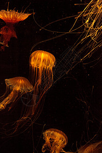 日本海织鱼水母盐水海洋海蜇水族馆触手芡实背景图片