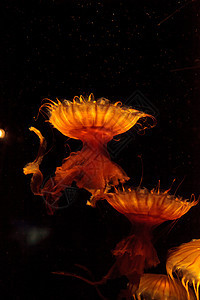 日本海织鱼水母海洋触手盐水水族馆海蜇芡实背景图片