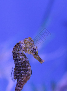 长鼻子海马 叫希波坎普雷迪盐水海洋水族馆图片