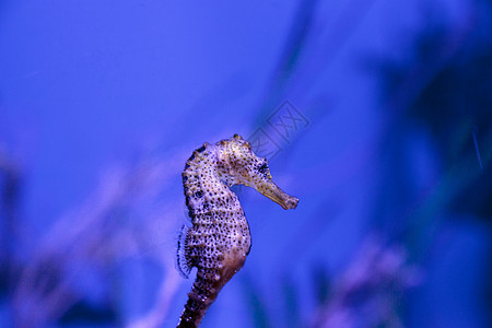 长鼻子海马 叫希波坎普雷迪水族馆盐水海洋图片