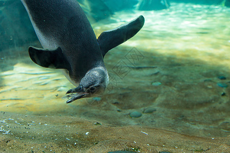 马哲伦企鹅黑色白色鸟类潜水海洋游泳脚蹼图片