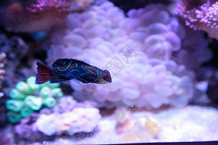 普通话拖网热带鱼盐水珊瑚海鱼珊瑚礁泡泡彩虹天罗地背景图片