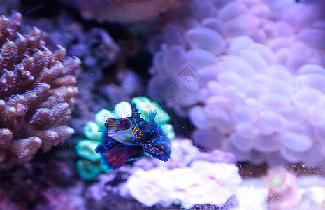 普通话拖网盐水泡泡海鱼热带鱼彩虹天罗地珊瑚礁珊瑚背景图片