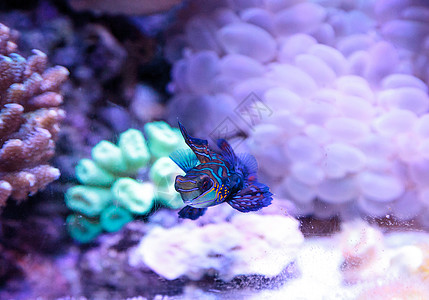 普通话拖网热带鱼珊瑚礁彩虹天罗地盐水海鱼珊瑚泡泡图片