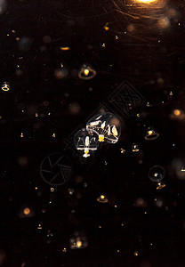小型雨伞水母 叫做海蜇海洋盐水芡实触手水族馆背景图片