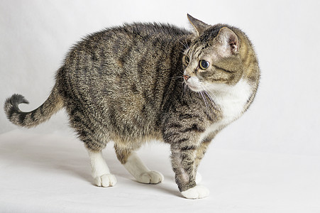 灰色和白色标签猫猫咪小猫虎斑毛皮头发宠物动物爪子条纹猫科动物图片