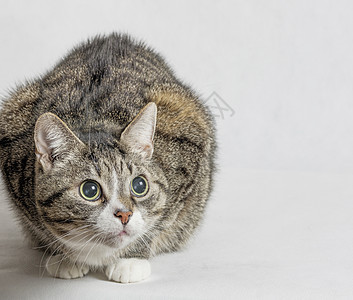 灰色和白色标签猫晶须头发条纹动物宠物尾巴猫科动物小猫毛皮猫咪图片