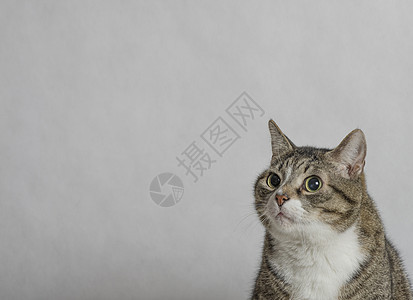 灰色和白色标签猫猫科动物虎斑猫咪爪子宠物晶须条纹尾巴动物毛皮图片