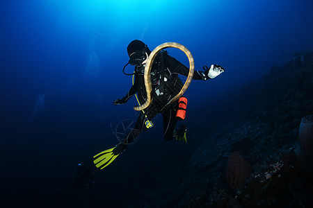 海蛇红水潜水浮游的潜水员生活危险海洋旅行荒野鳗鱼盐水热带动物游泳图片