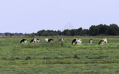 在绿草上放牧的牛牛图片