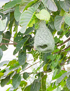 Baya 树上编织的鸟巢房子绿色叶子布工稻草森林巢鸟鸟类动物丛林图片