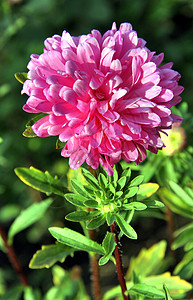 秋花 粉红阿斯特拉植物群园艺公园脆弱性叶子紫色植物花园雏菊阳光图片
